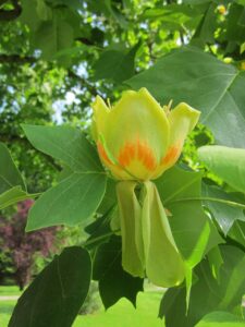 liriodendron tulipifera, tulip tree, american tulip tree