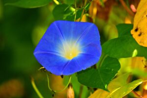 morning glory, flower, blue flower