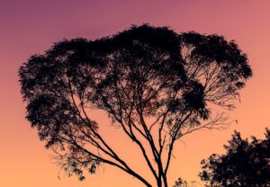 eucalyptus, tree, sunset
