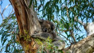 koala, animal, tree