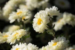 winter aster, beautiful flowers, garden chrysanthemum